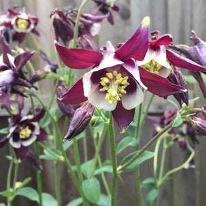 Bulbi de Caldaruse Aquilegia "William Guiness", 1 Bucata