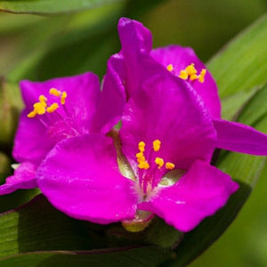 Tradescantia "Karminglut" (Telegraf)