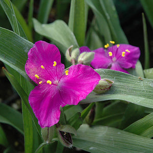 Tradescantia "Karminglut" (Telegraf)