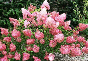 Hortensia Arbustiva Paniculata "Pink Lady", la Ghiveci de 3L, 1 Bucata