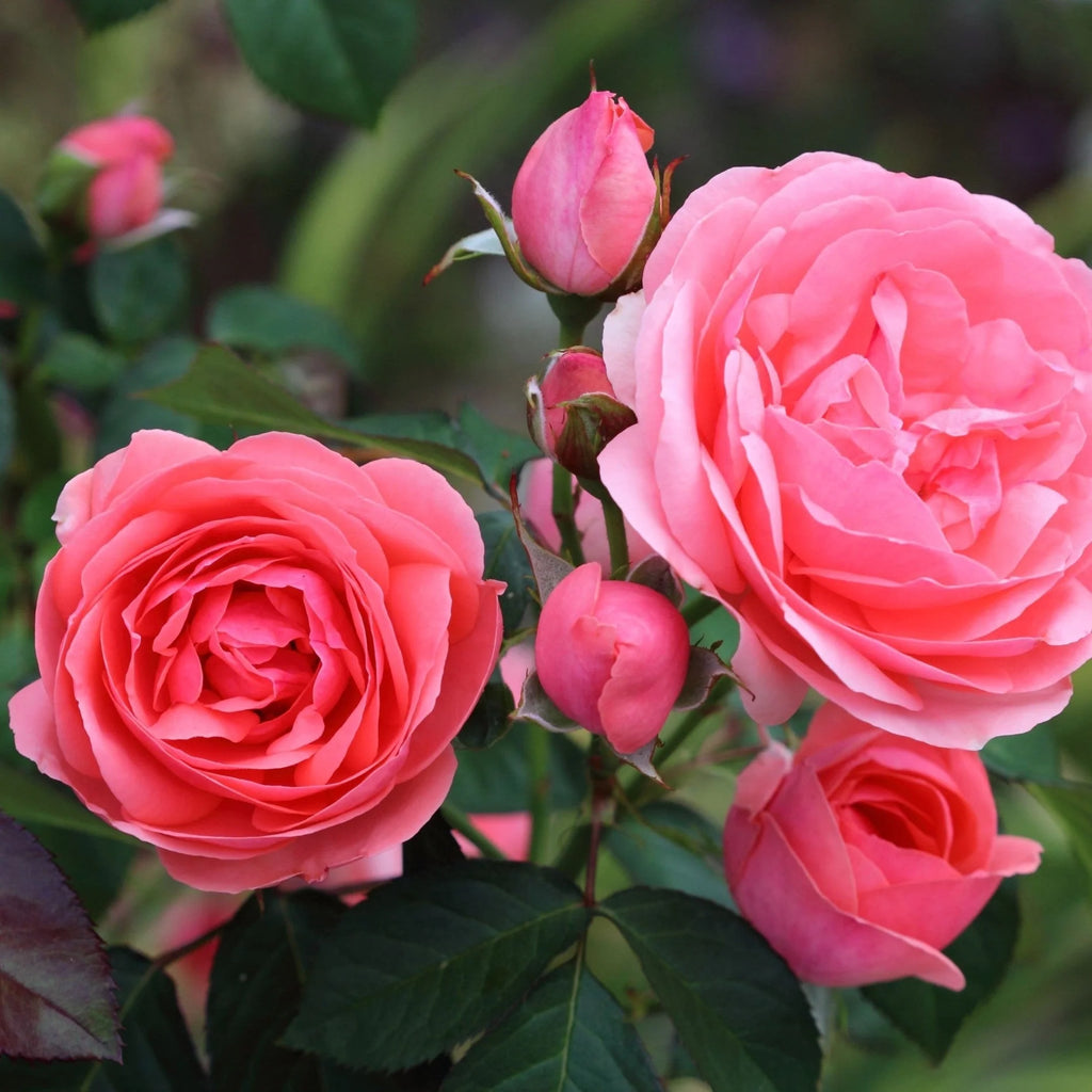 Trandafiri Butași Teahibrizi - Kimono