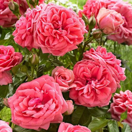 Trandafiri Butași Teahibrizi - Kimono