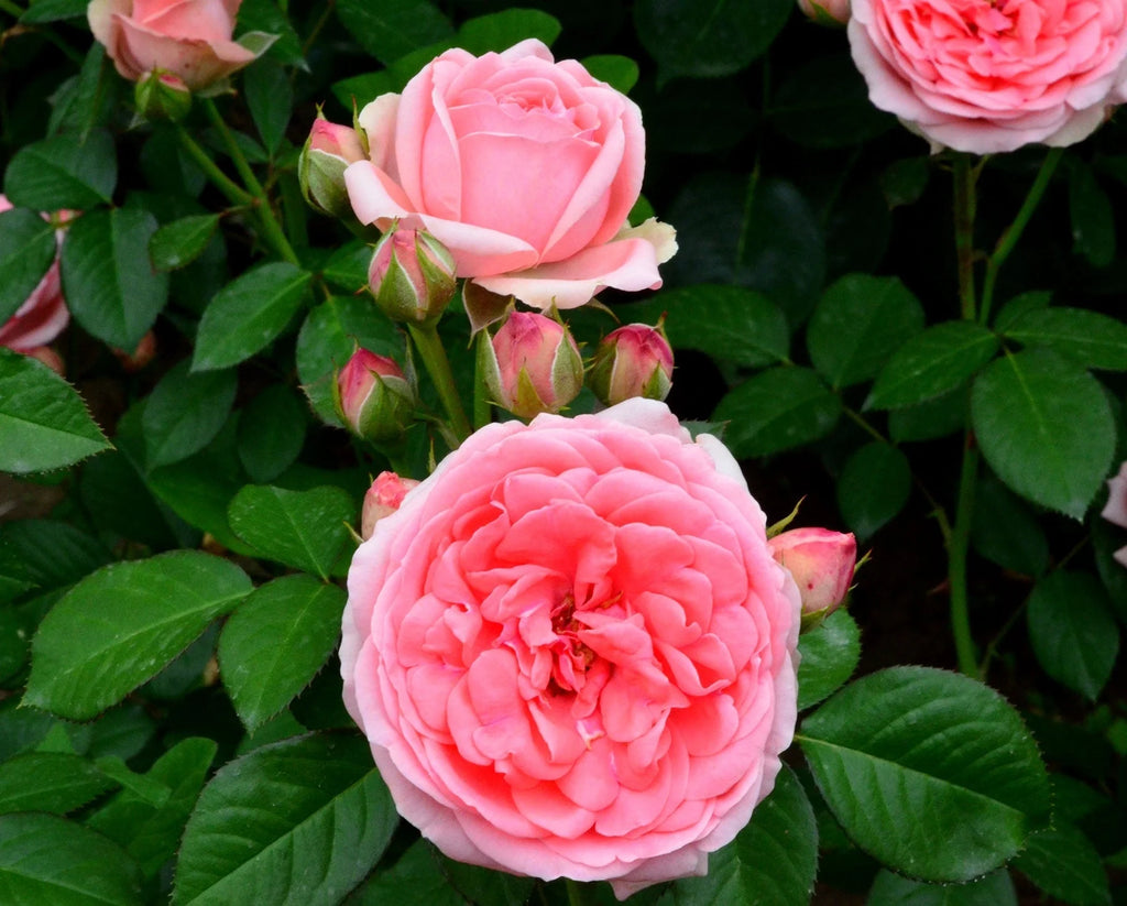 Trandafiri Butași Teahibrizi - Kimono