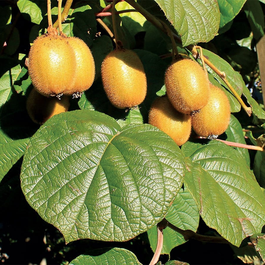 Kiwi Actinidia Deliciosa Jenny