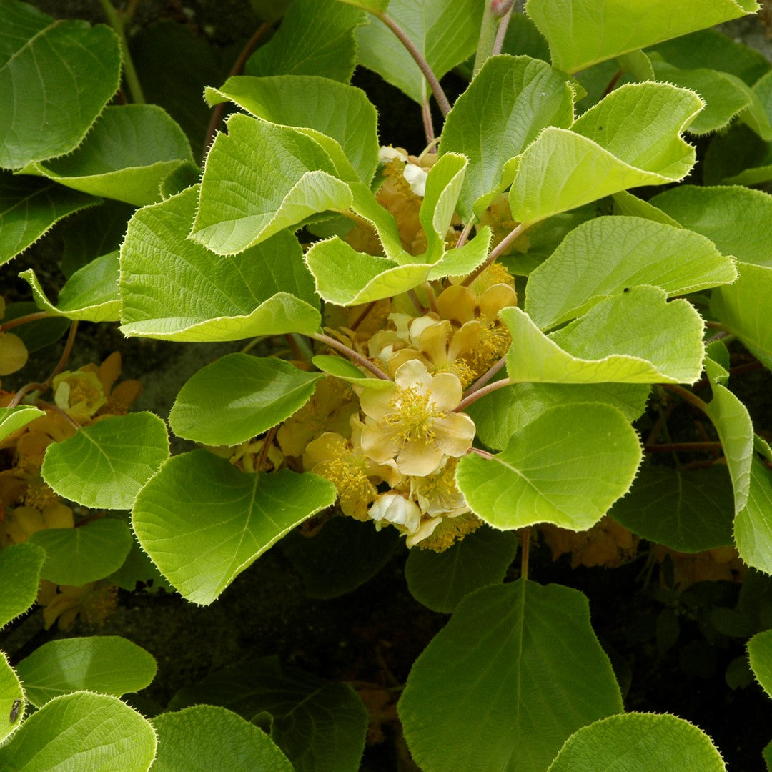 Kiwi "Actinidia Deliciosa Atlas'' , la ghiveci