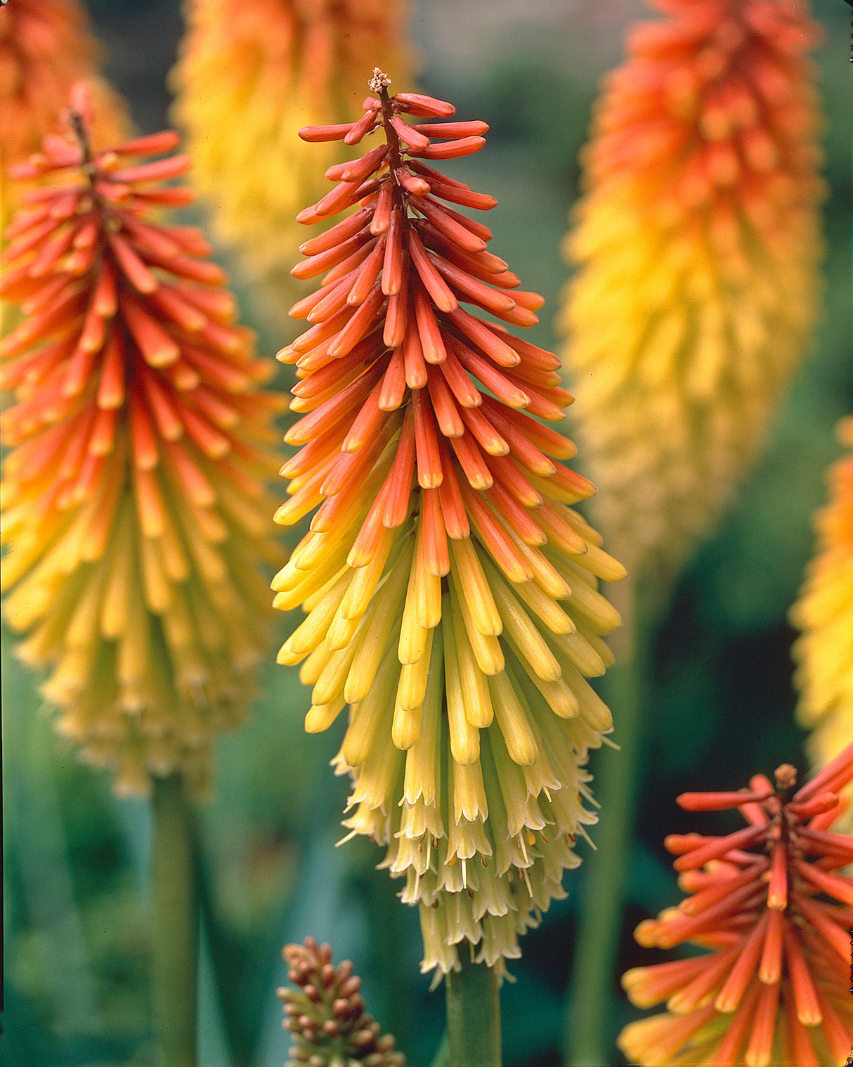 Bulbi de Kniphofia "Perennial Grandiflora", Crinul Faclie, 1 Bucata