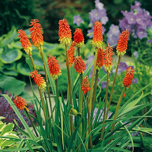 Bulbi de Kniphofia "Perennial Grandiflora", Crinul Faclie, 1 Bucata