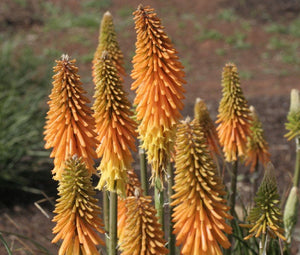 Bulbi de Kniphofia "Apricot Yellow", Crinul Faclie, 1 Bucata