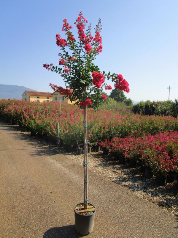 Liliac indian "Lagerstroemia Indica "Tip Copac , la Ghiveci de 10L, 1 Bucata