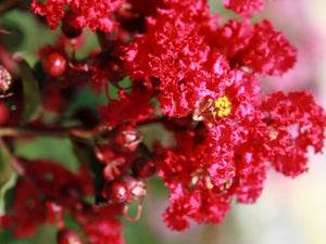 Liliac indian "Lagerstroemia Indica Coccinea '', la Ghiveci de 10L, 150 cm, 1 Bucata