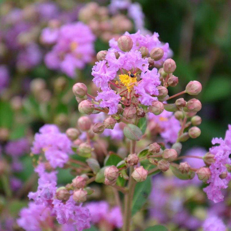 Liliac Indian, ''Lagerstroemia Indica Petit Pink (Rosa Nana), la Ghiveci de 45L, 150 cm, 1 Bucata