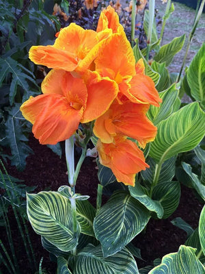 Bulbi de Canna "Striata", 1 Bucata