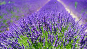 Lavanda, la Ghiveci de 3L, 1 Bucata