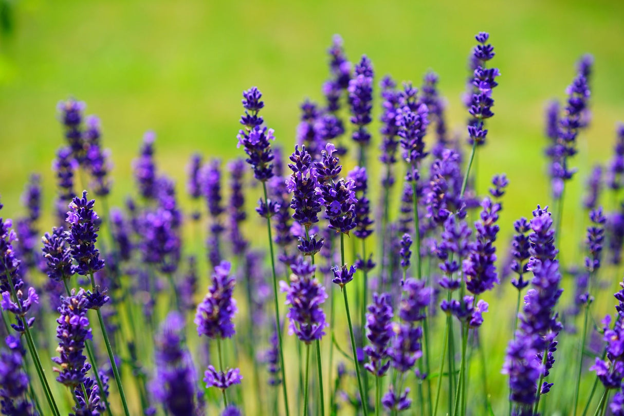 Lavanda, la Ghiveci de 3L, 1 Bucata