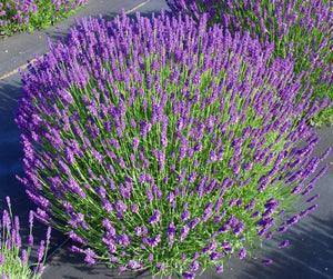 Lavanda, la Ghiveci de 3L, 1 Bucata