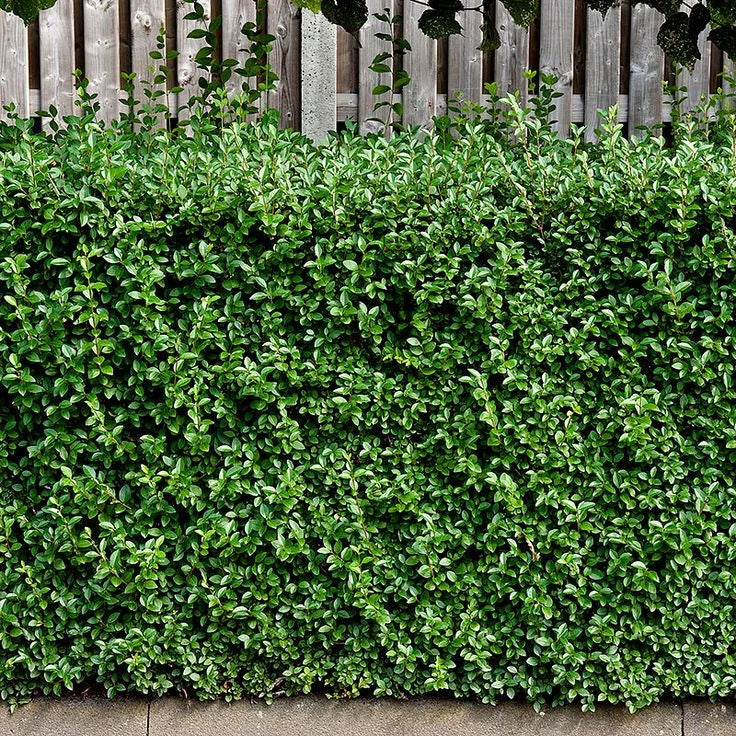 Ligustrum Vulgare (Lemn câinesc-gard viu), la ghiveci P9