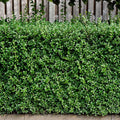 Ligustrum Vulgare (Lemn câinesc-gard viu), la ghiveci P9