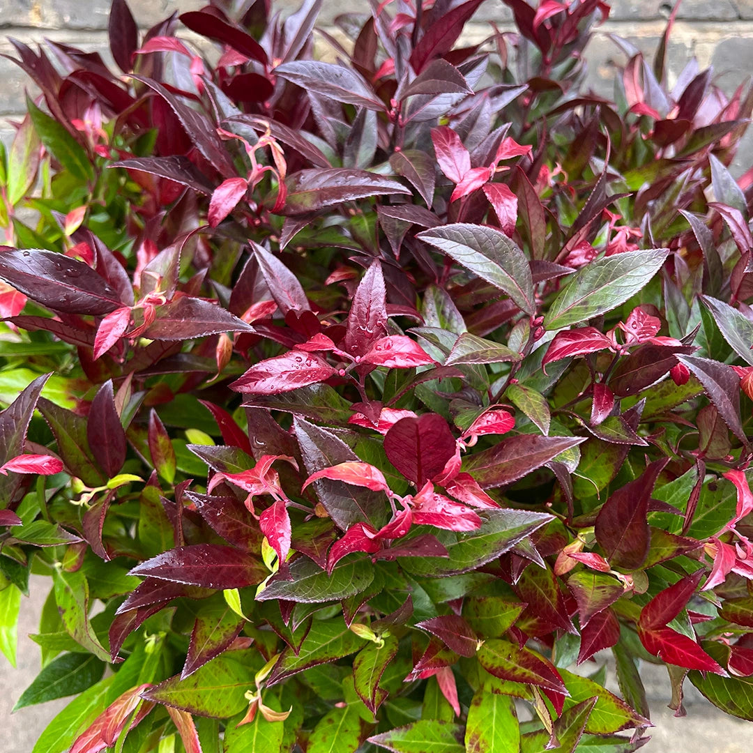 Leucothoe Kiscien Zeblid,1 Bucata