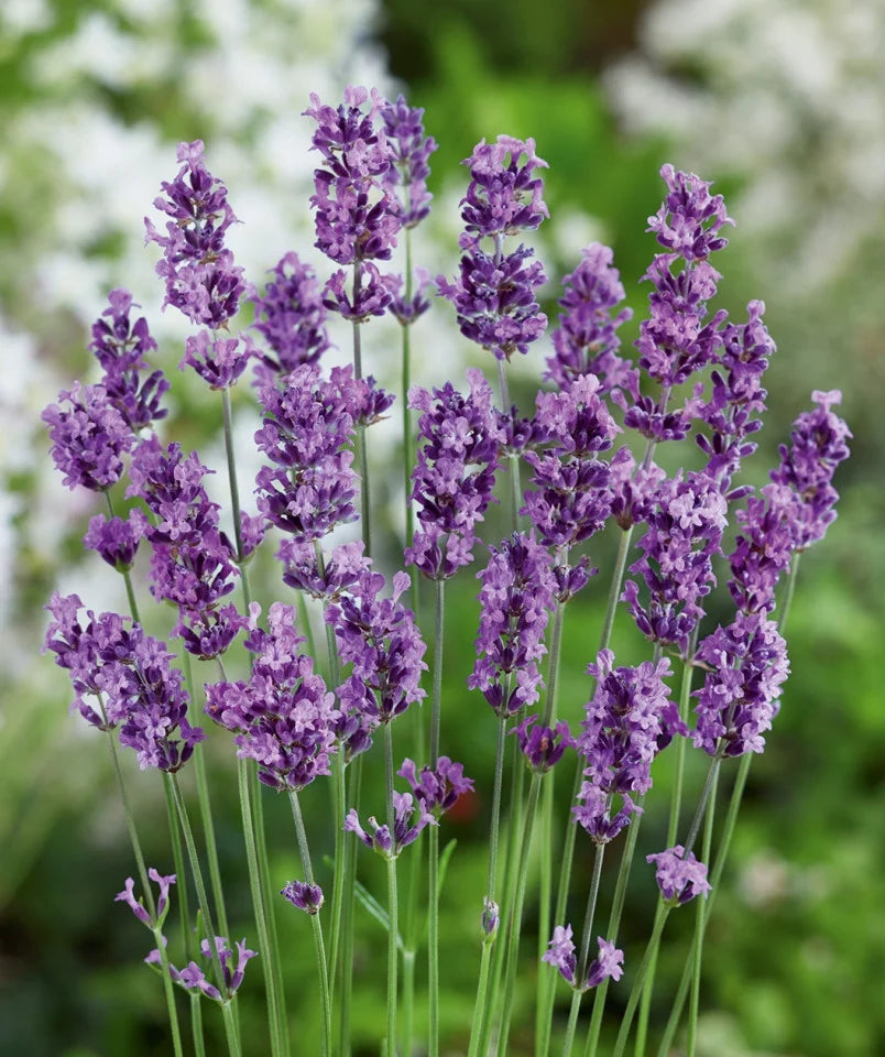 Seminte de Lavanda, 0.3 gr