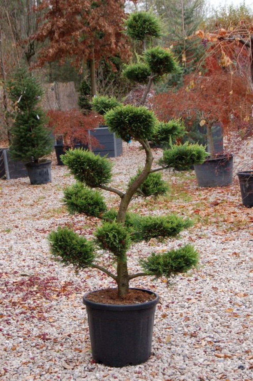 Chiparos Leylandii Auriu Bonsai, 140-160cm, la Ghiveci de 25L, 1 Bucata