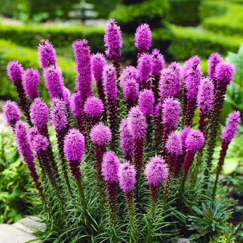 Bulbi de Liatris Spicata "Lila", Roz, 3 Bucati