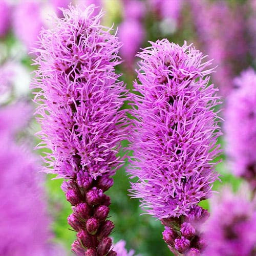 Bulbi de Liatris Spicata "Lila", Roz, 3 Bucati