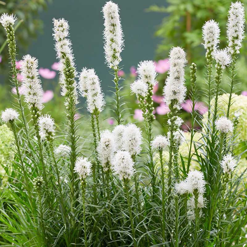 Bulbi de Liatris Spicata "Floristan Weiss",Alb, 3 Bucati