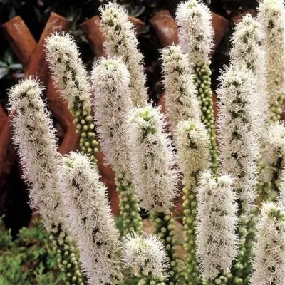 Bulbi de Liatris Spicata "Floristan Weiss",Alb, 3 Bucati