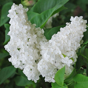 Liliac Syringa Vulgaris Alb, 1 Bucata