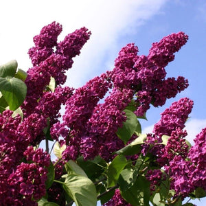 Liliac Syringa Vulgaris Roz Închis, 1 Bucata