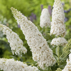 Liliac de Vara "Buddleja Davidii", Alb, la Ghiveci de 3L, 1 Bucata