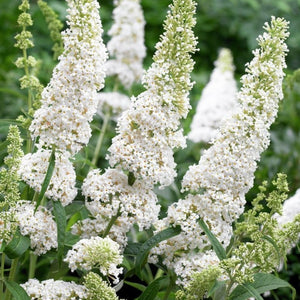 Liliac de Vara "Buddleja Davidii", Alb, la Ghiveci de 3L, 1 Bucata