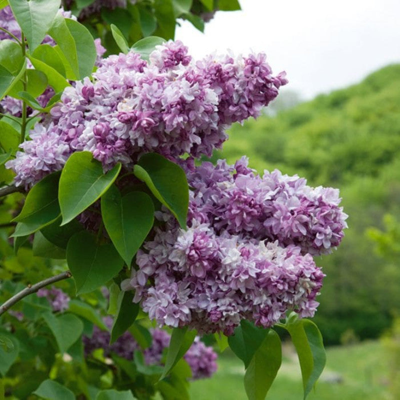 Liliac Syringa Vulgaris "Katherine Havemeyer" 1 Bucata