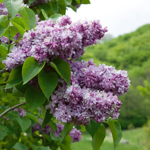 Liliac Syringa Vulgaris "Katherine Havemeyer" 1 Bucata