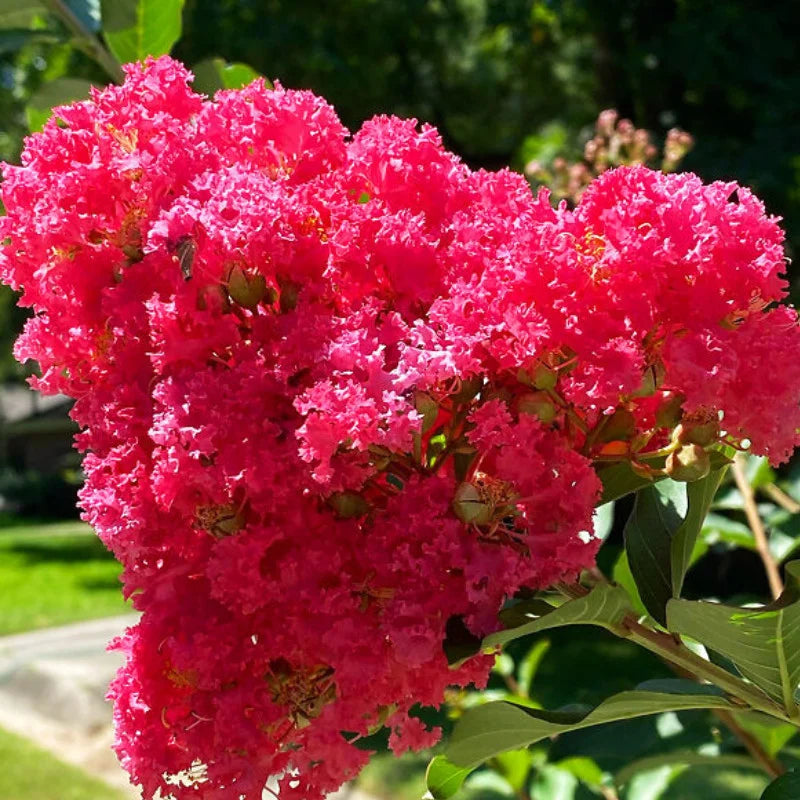 Liliac indian "Lagerstroemia Indica Coccinea Amfora'', la Ghiveci de 45L, 170 cm, 1 Bucata