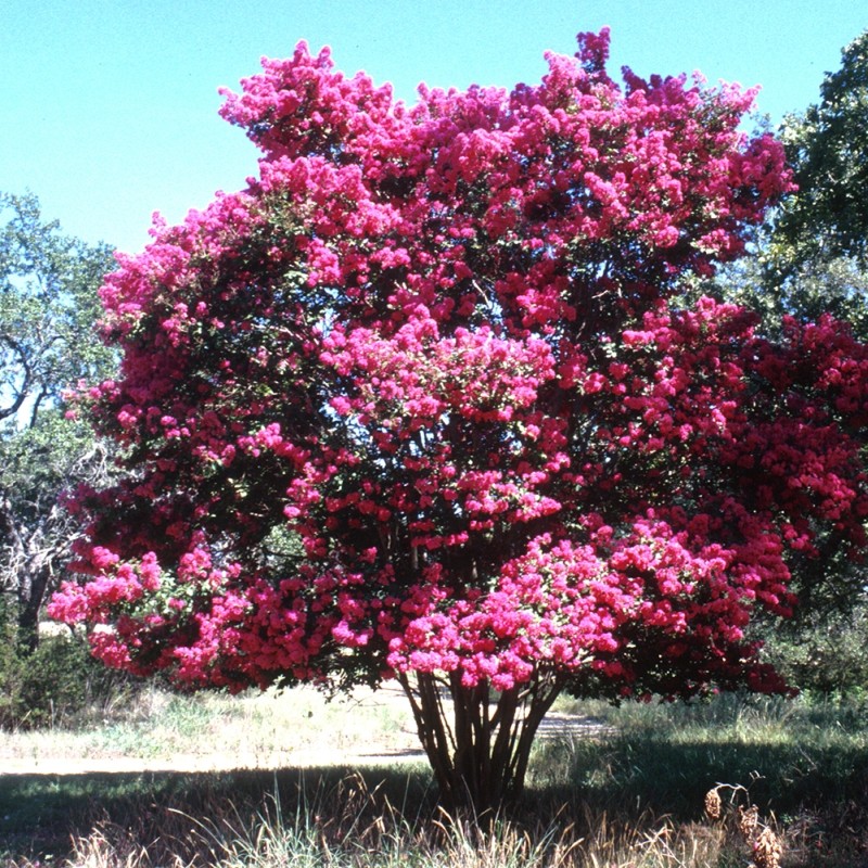 Liliac Indian, ''Lagerstroemia Indica Petit Pink (Rosa Nana), la Ghiveci de 45L, 150 cm, 1 Bucata