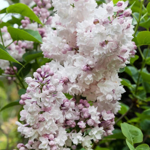 Liliac Syringa Vulgaris Alb-Roz, 1 Bucata