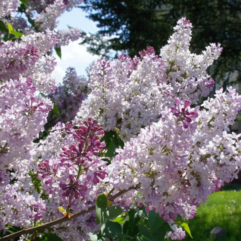 Liliac Syringa Vulgaris "Krasavica", 1 Bucata