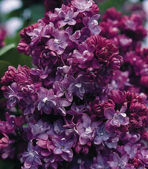 Liliac Syringa Vulgaris "Paul Thirion", 1 Bucata