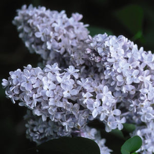 Liliac Syringa Vulgaris "President Grevy", 1 Bucata