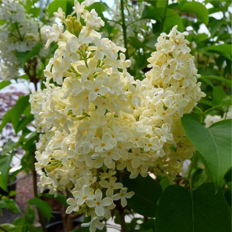 Liliac Syringa Vulgaris "Primrose" , 1 Bucata