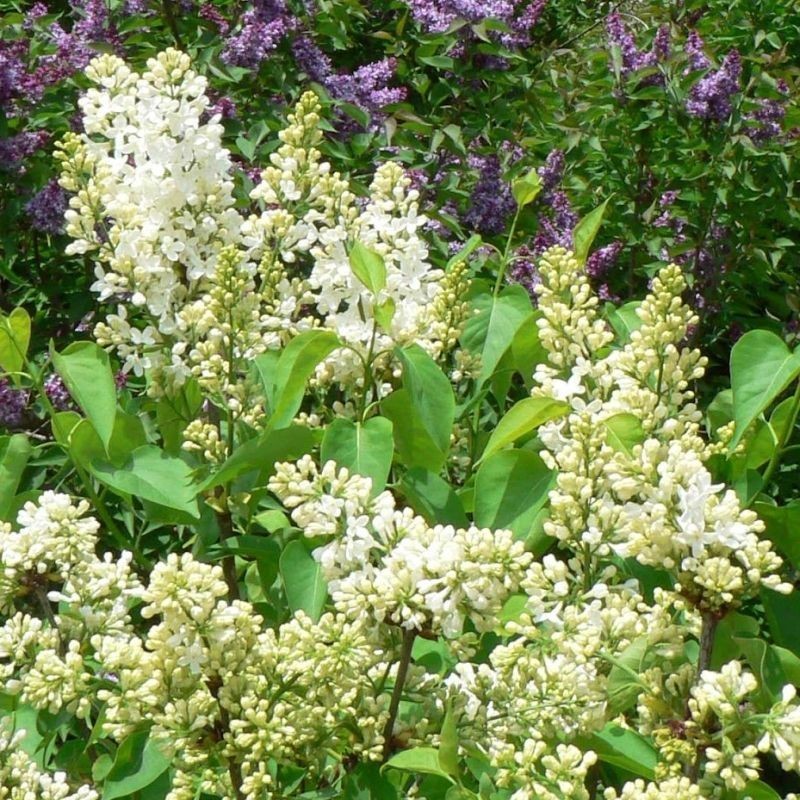 Liliac Syringa Vulgaris "Primrose" , 1 Bucata