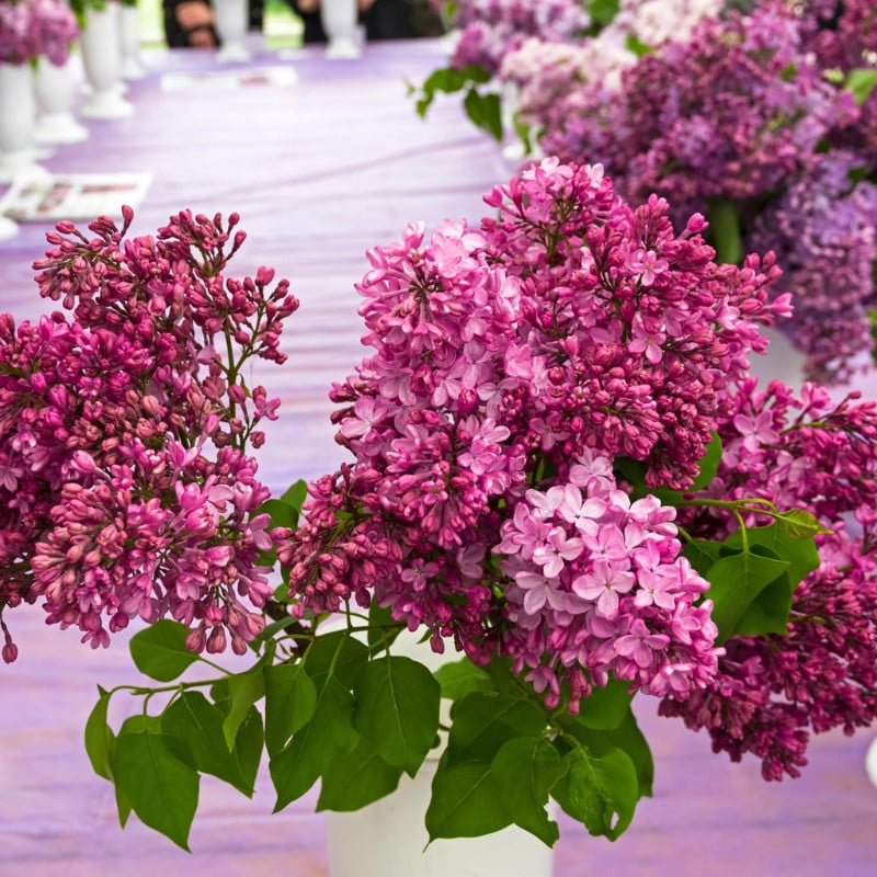 Liliac Syringa Vulgaris "Esther Staley", 1 Bucata