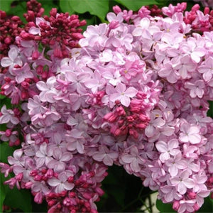 Liliac Syringa Vulgaris "Esther Staley", 1 Bucata