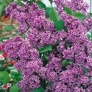 Liliac Syringa Vulgaris Roz Cu Alb Dublu, 1 Bucata