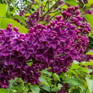 Liliac Syringa Vulgaris Andenken and Ludvig Spaeth , 1 Bucata