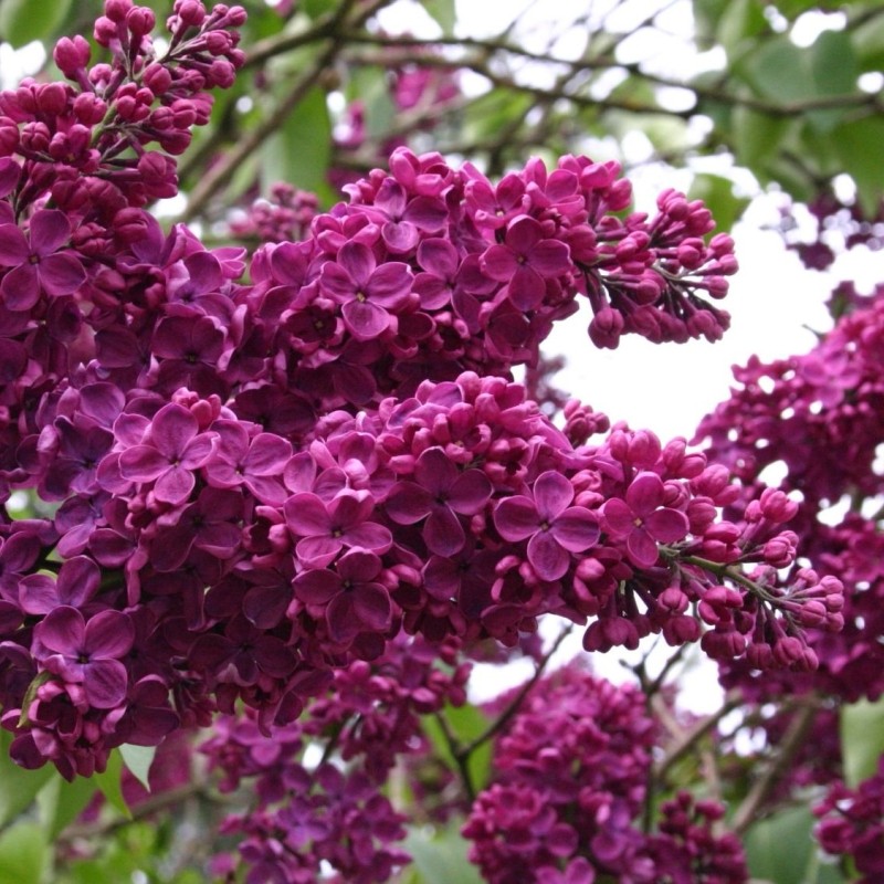 Liliac Syringa Vulgaris Roz Închis, 1 Bucata