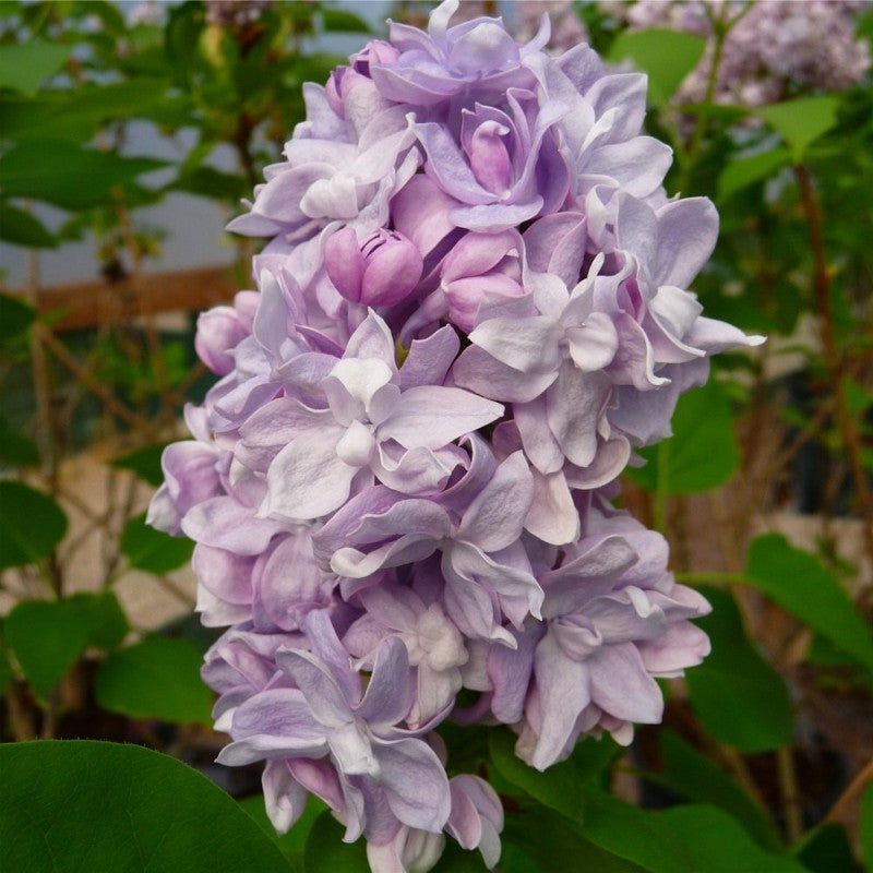 Liliac Syringa Vulgaris "Katherine Havemeyer" 1 Bucata