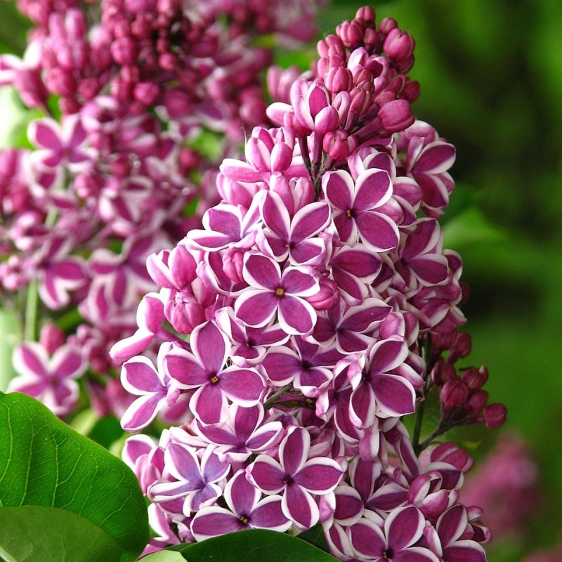 Liliac Syringa Vulgaris Roz Cu Alb Dublu, 1 Bucata