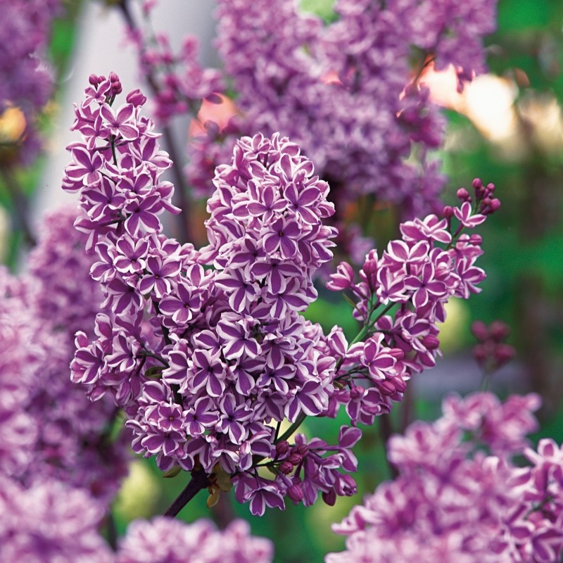 Liliac Syringa Vulgaris Roz Cu Alb Dublu, 1 Bucata